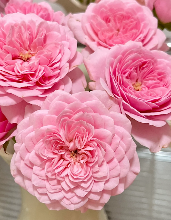 Filer Roses丨Your roses