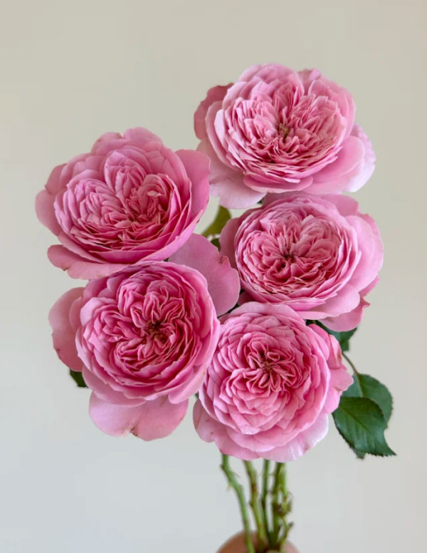 Filer Rose Plant丨Your roses