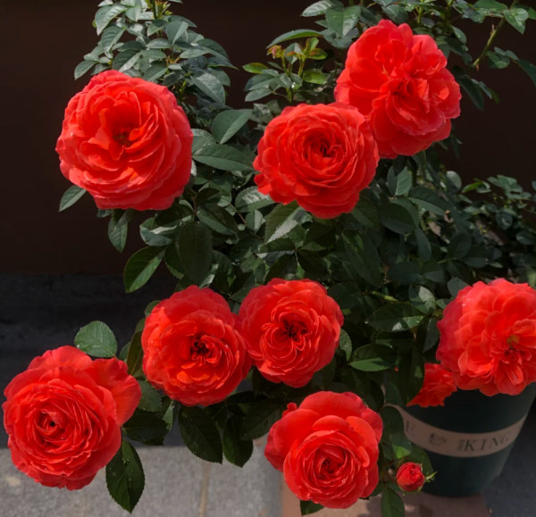 Dianhuoyingtao Rose丨Your roses