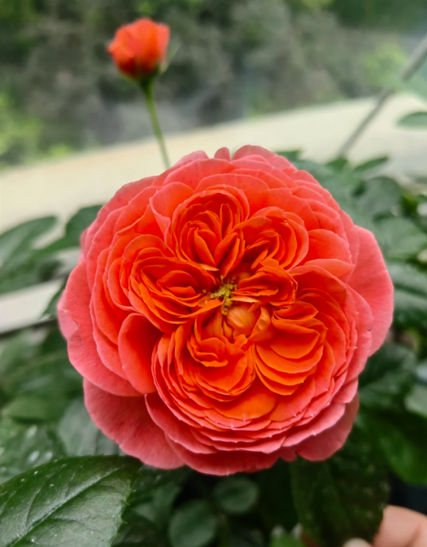 Ignition Cherry Rose Plant丨Your roses