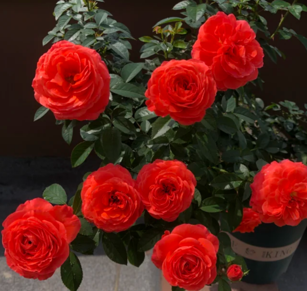 Ignition Cherry Rose丨Your roses