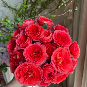 Ignition Cherry Rose丨Your roses