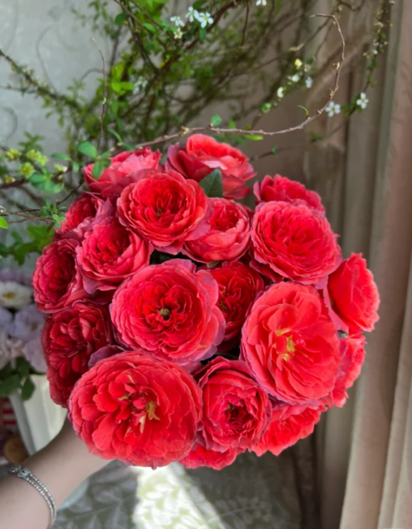 Ignition Cherry Rose丨Your roses