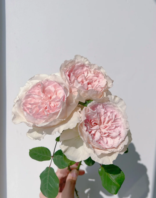 Rose Fraises丨Your roses