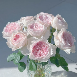 Fraises Rose丨Your roses