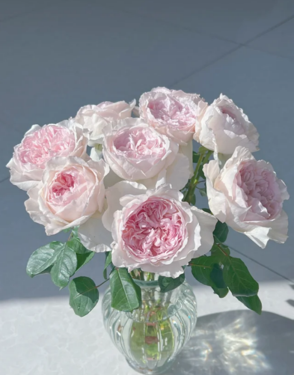 Fraises Rose丨Your roses