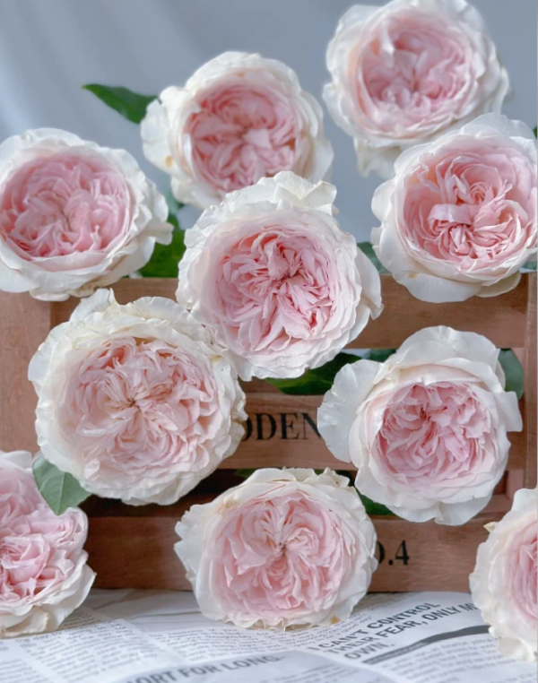 Fraises Rose for sale丨Your roses