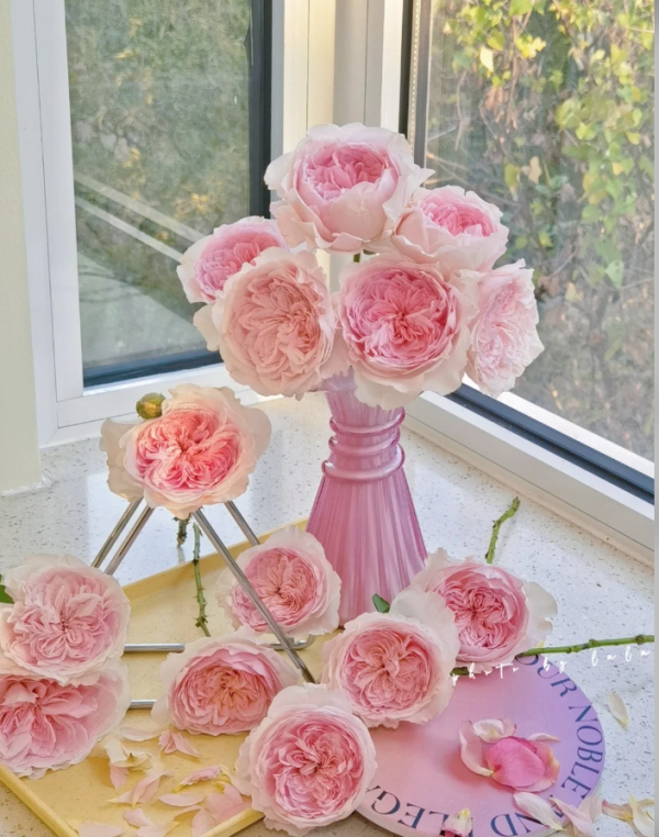 Fraises Roses丨Your roses