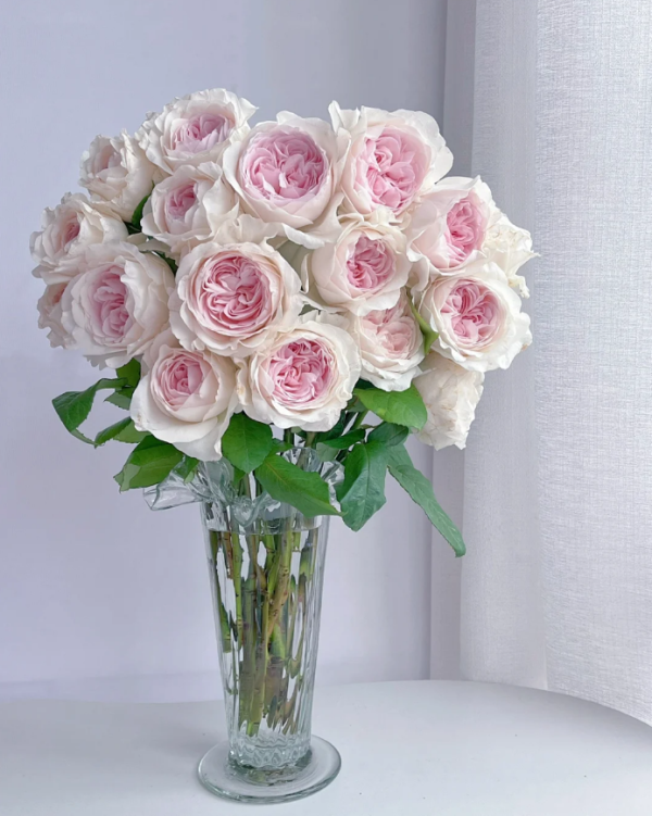 Fraises Rose Plant丨Your roses