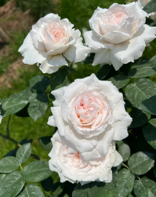 Fraises Rose Plant for sale丨Your roses