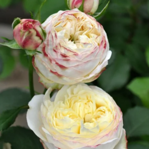 Fruit Rose丨Your roses