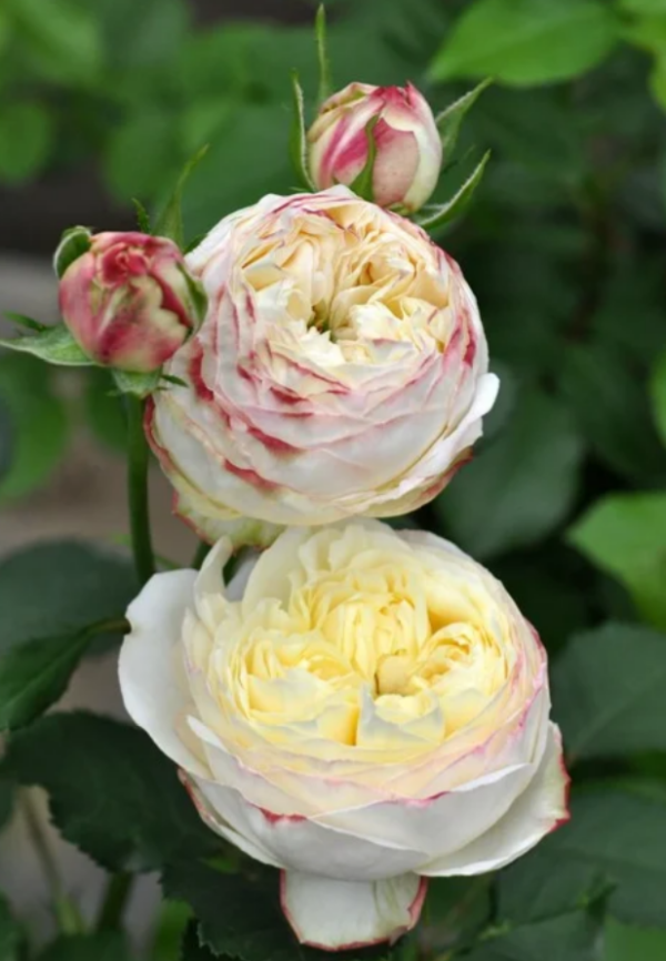 Fruit Rose丨Your roses