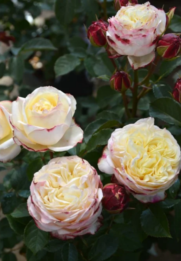 Fruit Rose for sale丨Your roses