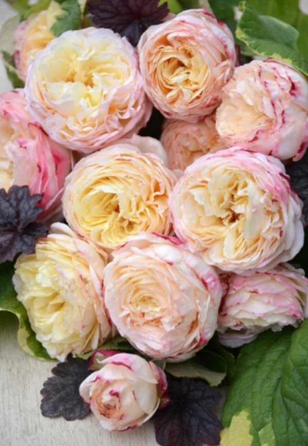Fruit Roses丨Your roses