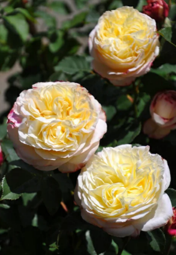Fruit Rose Plant丨Your roses