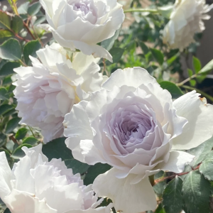 Gabriel Rose丨Your roses