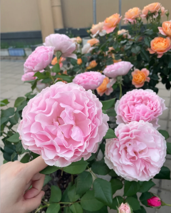 Gartenträume Rose for sale丨Your roses