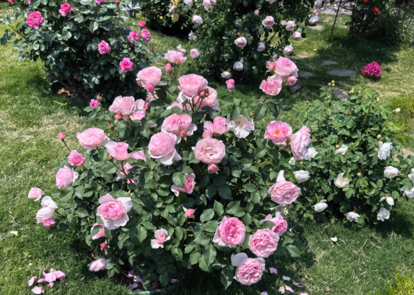 Garden Dreams Rose for sale丨Your roses