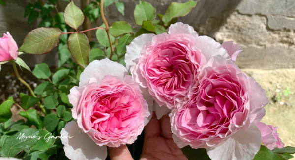 Gartenträume Rose丨Your roses