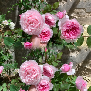Garden Dreams Rose丨Your roses