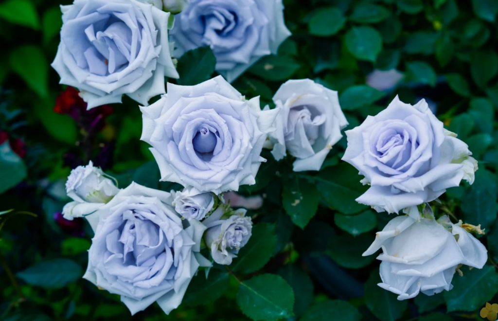 Blue rose様ありがとうございます✨ Grawn-Blue-Rose4-1024x660.png