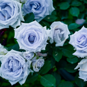 Grawn Blue Rose丨Your roses