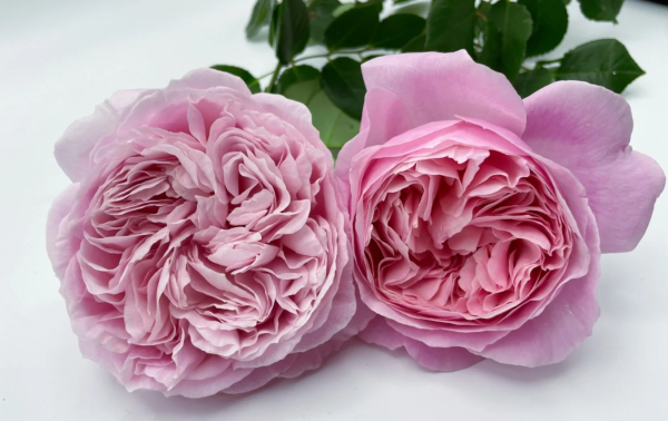 He Jiao Rose for sale丨Your roses