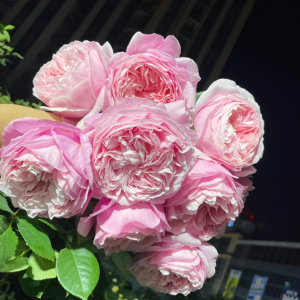 He Jiao Rose丨Your roses