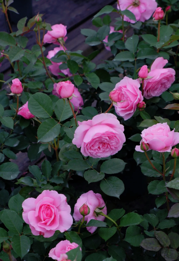 He Jiao Roses丨Your roses