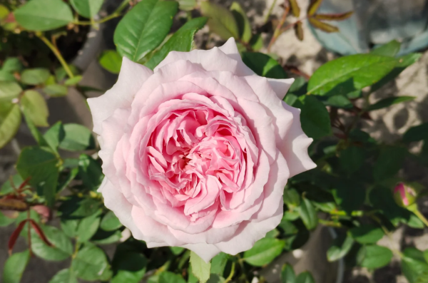 He Jiao Rose Plant丨Your roses