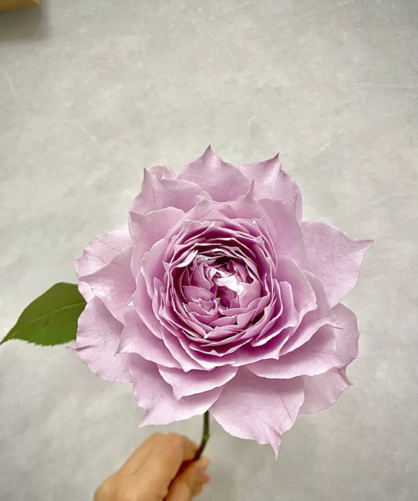 Huan Zi Rose for sale 丨Your roses