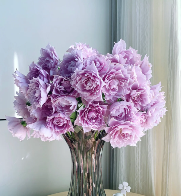 Huan Zi Rose plant丨Your roses