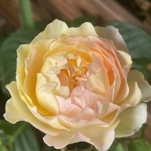 Hui Chun Rose丨Your roses