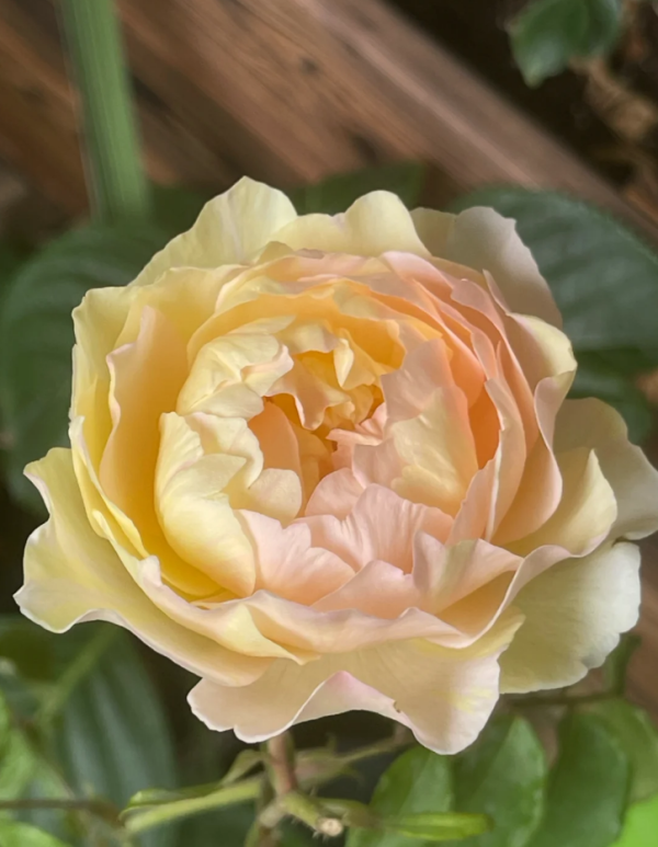 Hui Chun Rose丨Your roses