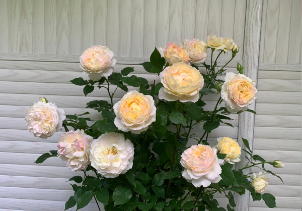 Hui Chun Roses丨Your roses