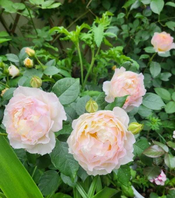 Hui Chun Rose plant丨Your roses