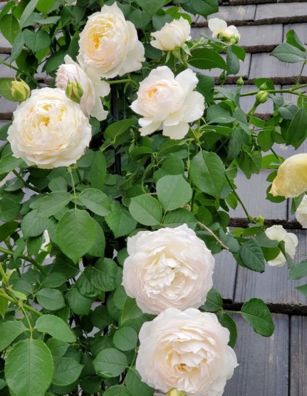 Hui Chun Rose for sale丨Your roses