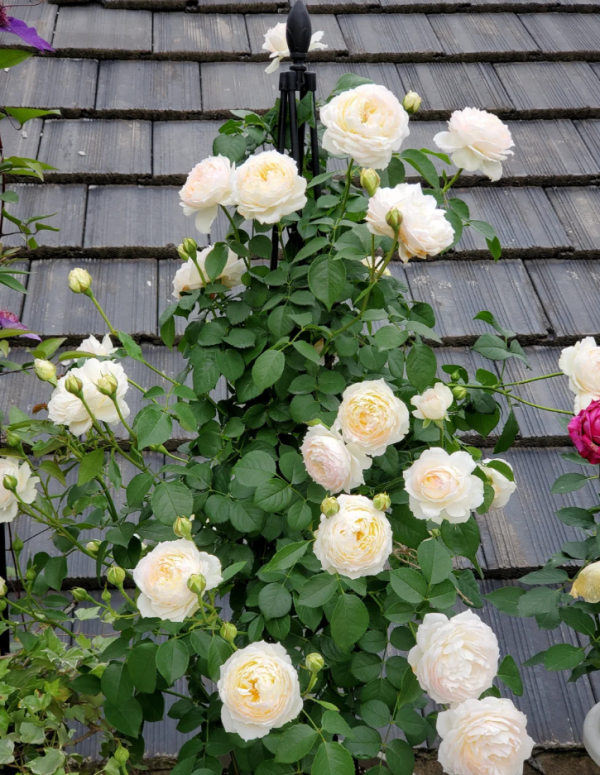 Hui Chun Roses for sale丨Your roses