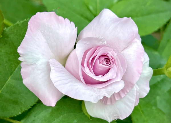 Ieraishan Roses丨Your roses
