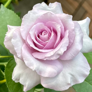 Ieraishan Rose丨Your roses
