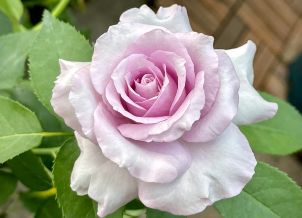Ieraishan Rose丨Your roses
