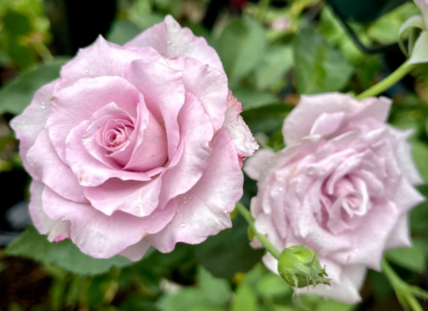 Ieraishan Rose for sale丨Your roses