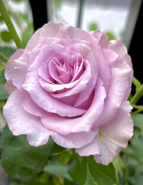 Ieraishan Rose Plant丨Your roses