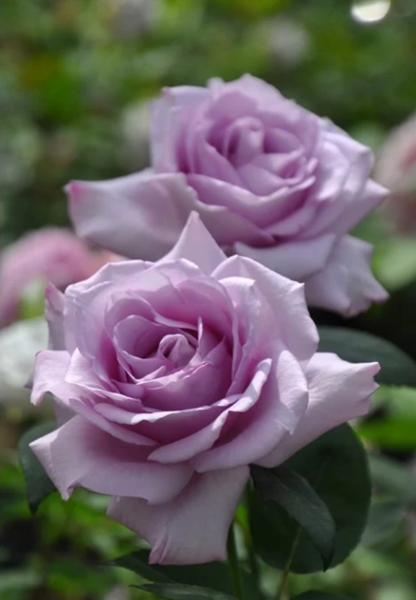Rose Ieraishan丨Your roses