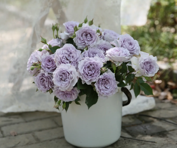 Ji Se Roses丨Your roses