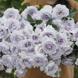 Ji Se Rose丨Your roses