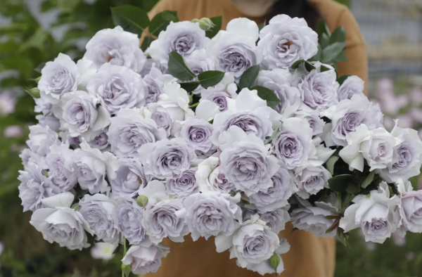 Ji Se Rose丨Your roses