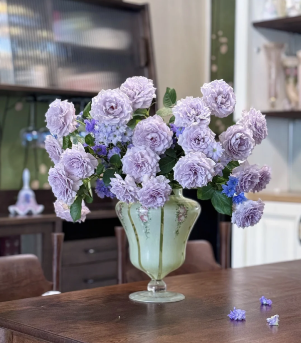 Ji Se Rose Plant丨Your roses