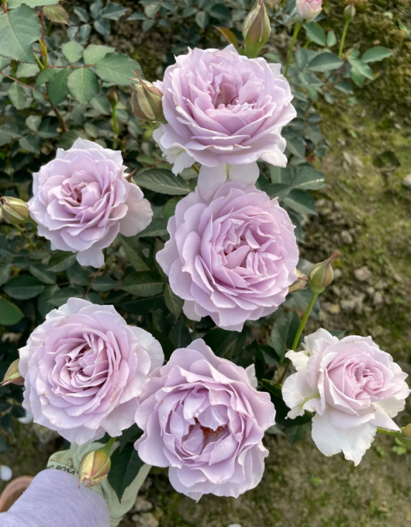 Ji Se Rose for sale丨Your roses