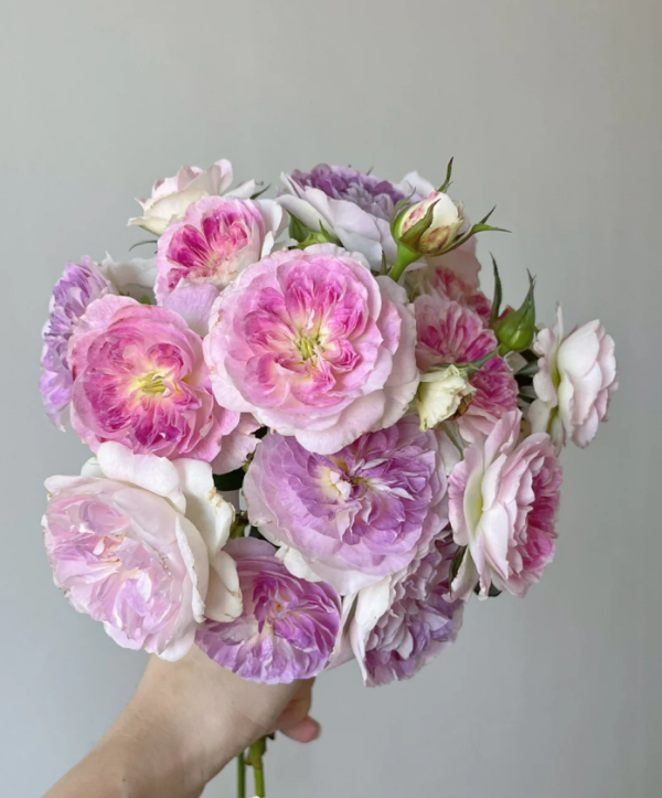 Kírkē Rose for sale丨Your roses